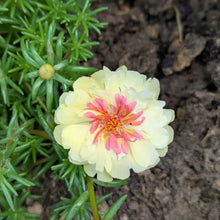 Colorful Sun Series Double Yellow Portulaca Grandiflora Seeds - Verdseeds