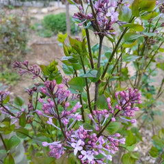 Common Lilac Seeds - Verdseeds