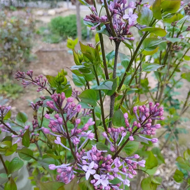 Common Lilac Seeds - Verdseeds