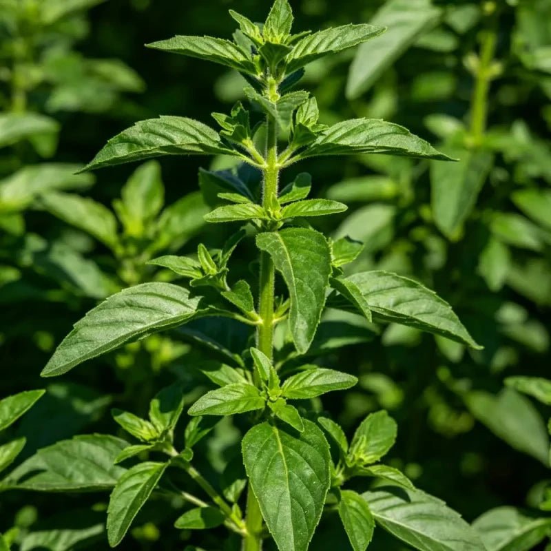 Compact Bush Basil Seeds - Verdseeds