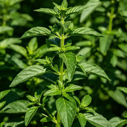 Compact Bush Basil Seeds - Verdseeds