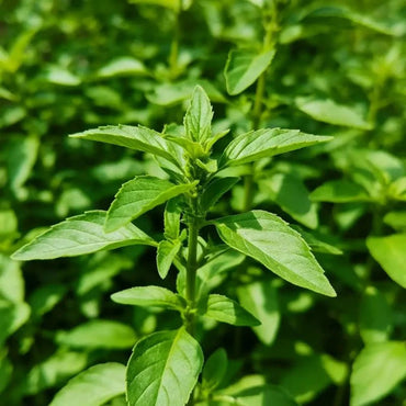 Compact Bush Basil Seeds - Verdseeds