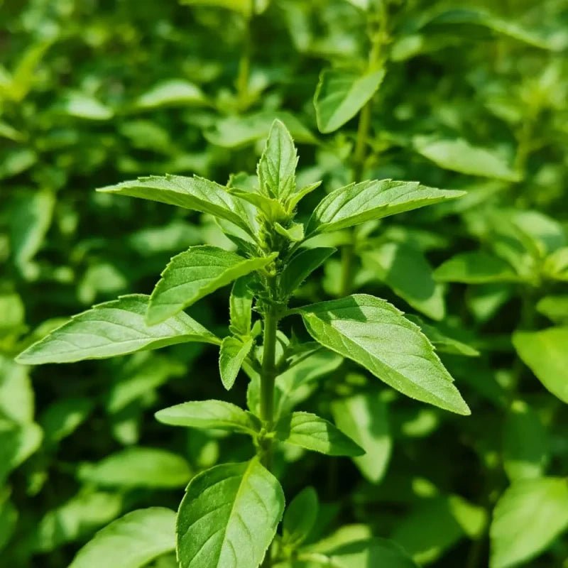 Compact Bush Basil Seeds - Verdseeds