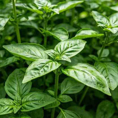 Compact Bush Basil Seeds - Verdseeds