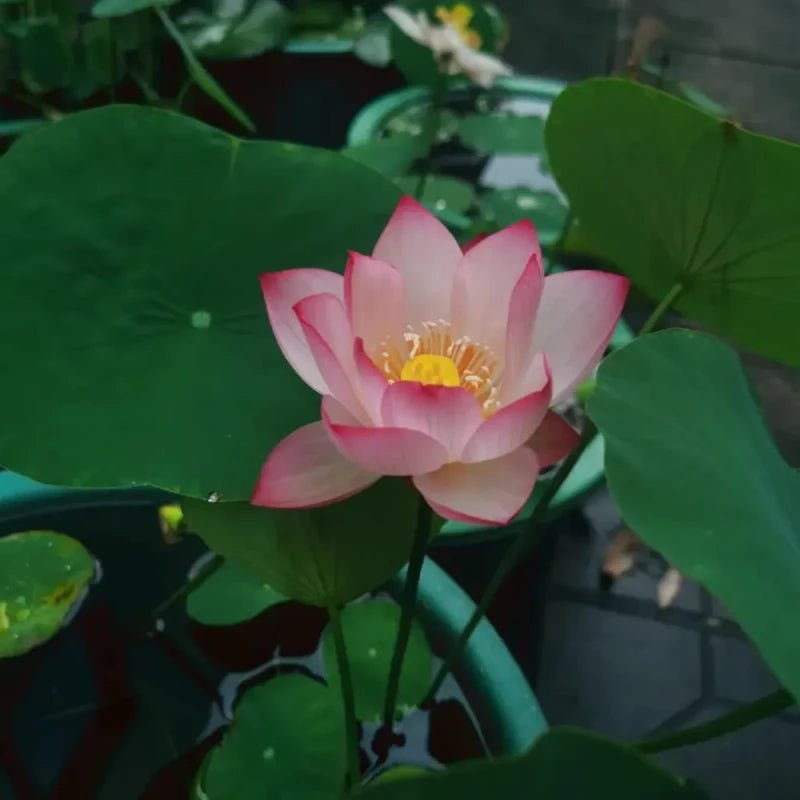 Congke Dwarf Lotus Seeds - Verdseeds