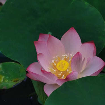 Congke Dwarf Lotus Seeds - Verdseeds