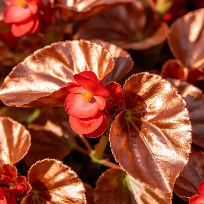 Copper Leaves Red Flowers Wax Begonia Seeds - Verdseeds