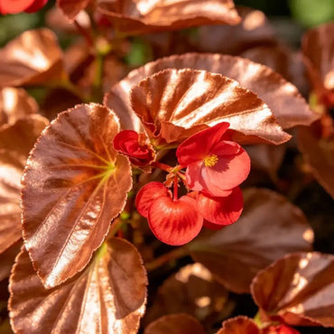 Copper Leaves Red Flowers Wax Begonia Seeds - Verdseeds