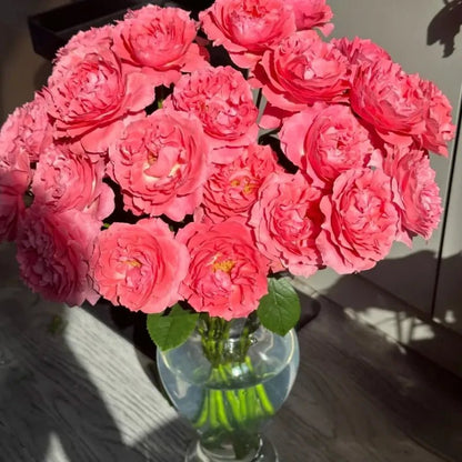 Coral Jelly Garden Rose Seeds - Verdseeds