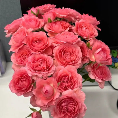 Coral Jelly Garden Rose Seeds - Verdseeds