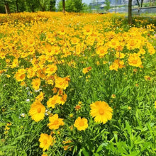 Coreopsis Basalis Seeds - Verdseeds
