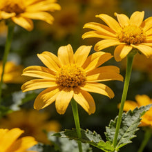 Coreopsis Seeds - Verdseeds