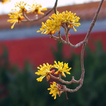 Cornelian Cherry Seeds - Verdseeds