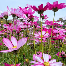 Cosmos Seeds - Verdseeds