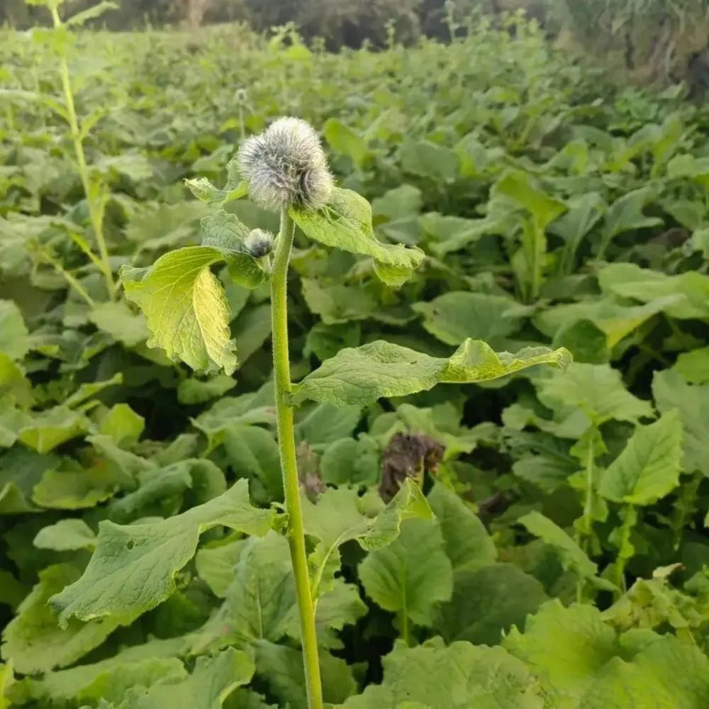 Costus Root Seeds - Verdseeds
