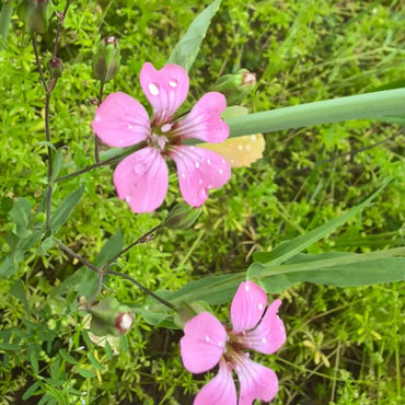 Cowherb Seeds - Verdseeds