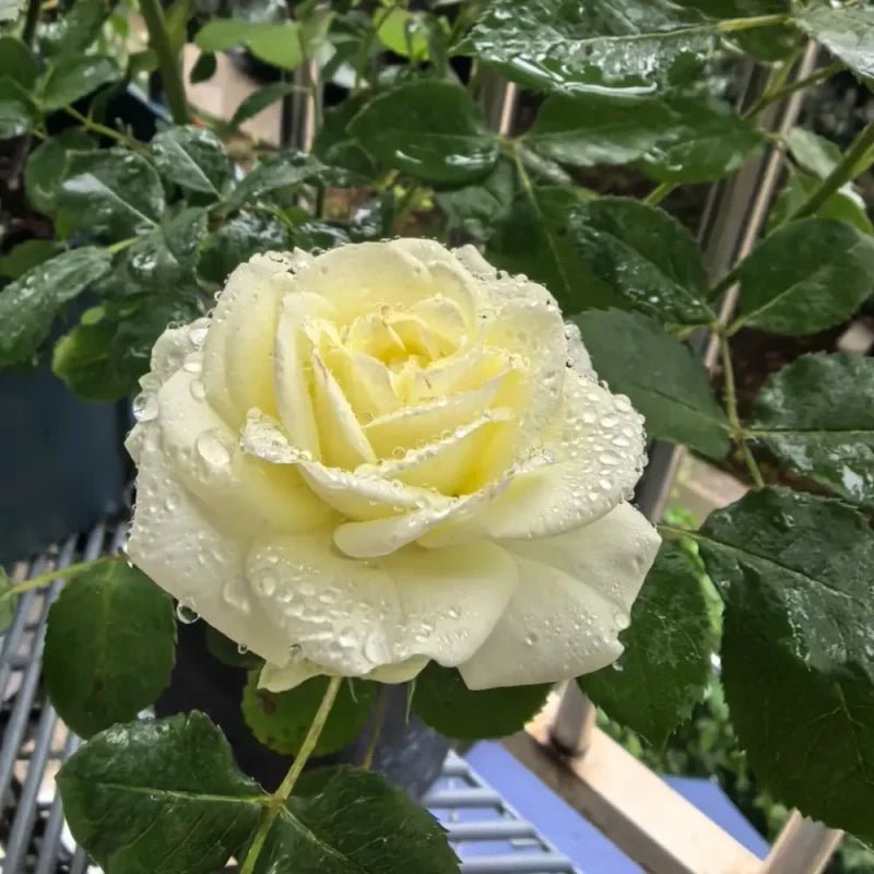 Cream Eden Garden Rose Seeds - Verdseeds