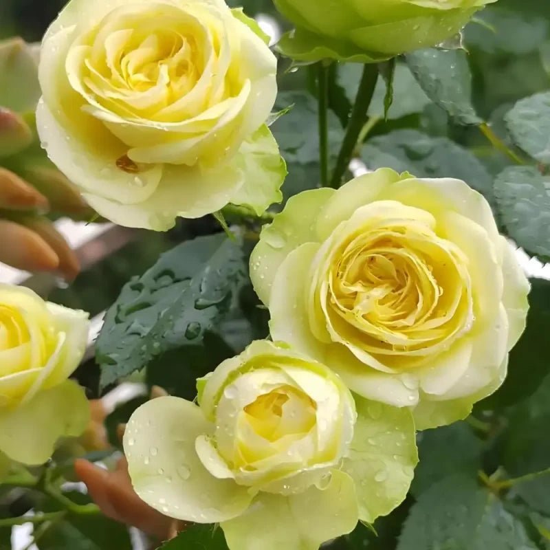 Cream Eden Garden Rose Seeds - Verdseeds