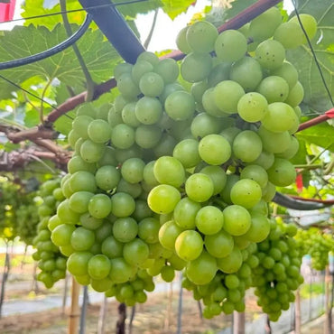 Cream Grape Seeds - Verdseeds