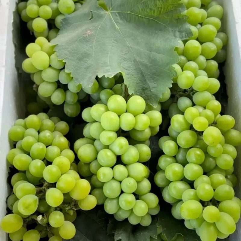 Cream Grape Seeds - Verdseeds