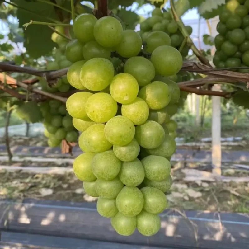 Cream Grape Seeds - Verdseeds
