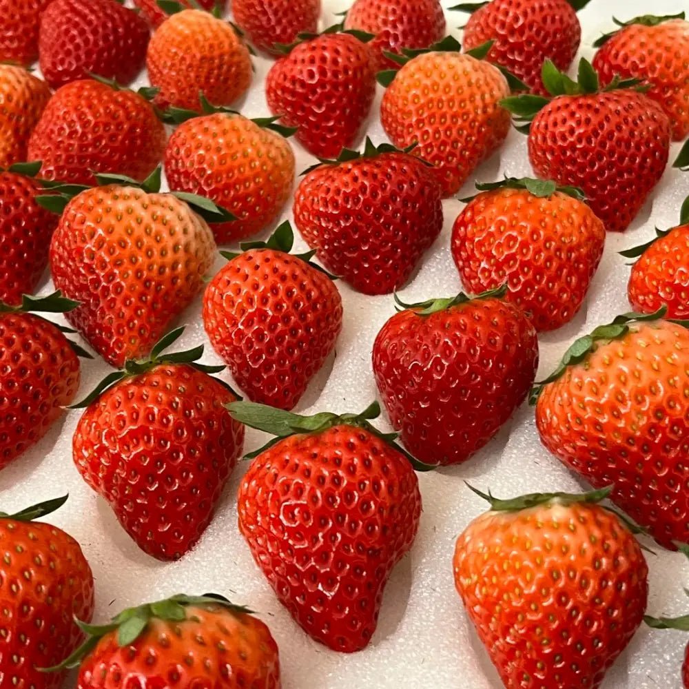 Cream Red Strawberry Seeds - Verdseeds