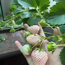 Cream White Strawberry Seeds - Verdseeds