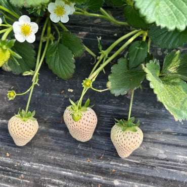 Cream White Strawberry Seeds - Verdseeds