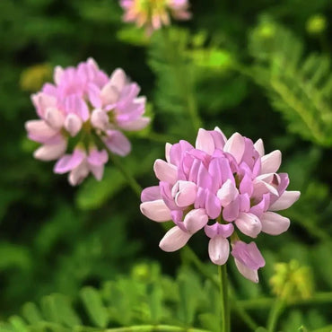 Crownvetch Seeds - Verdseeds