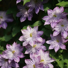 Crystal Fountain Clematis Seeds - Verdseeds