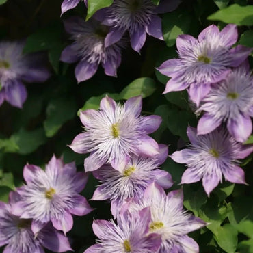 Crystal Fountain Clematis Seeds - Verdseeds