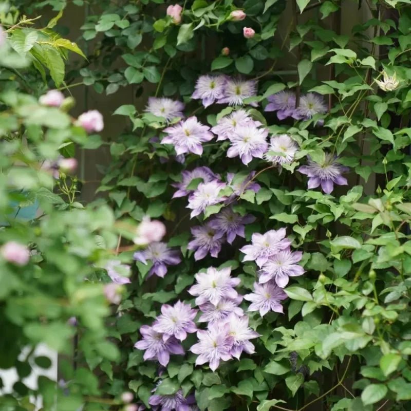 Crystal Fountain Clematis Seeds - Verdseeds