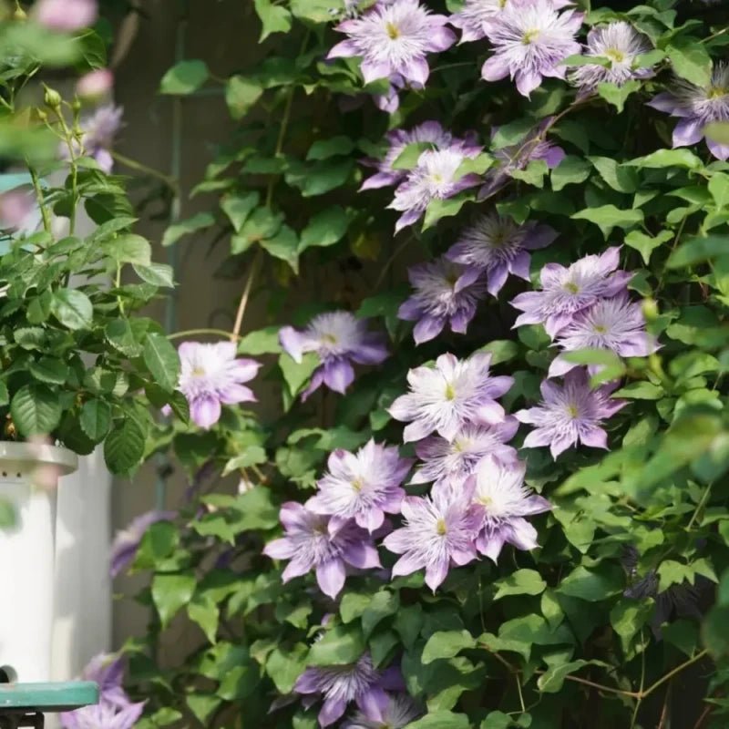 Crystal Fountain Clematis Seeds - Verdseeds
