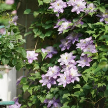 Crystal Fountain Clematis Seeds - Verdseeds