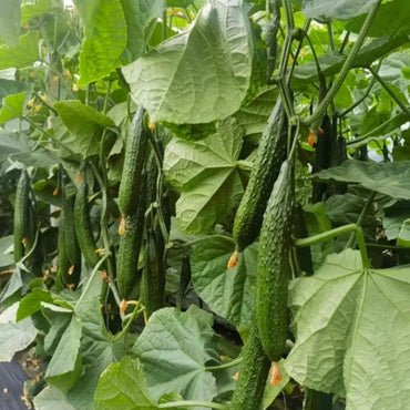 Cucumber Seeds - Verdseeds