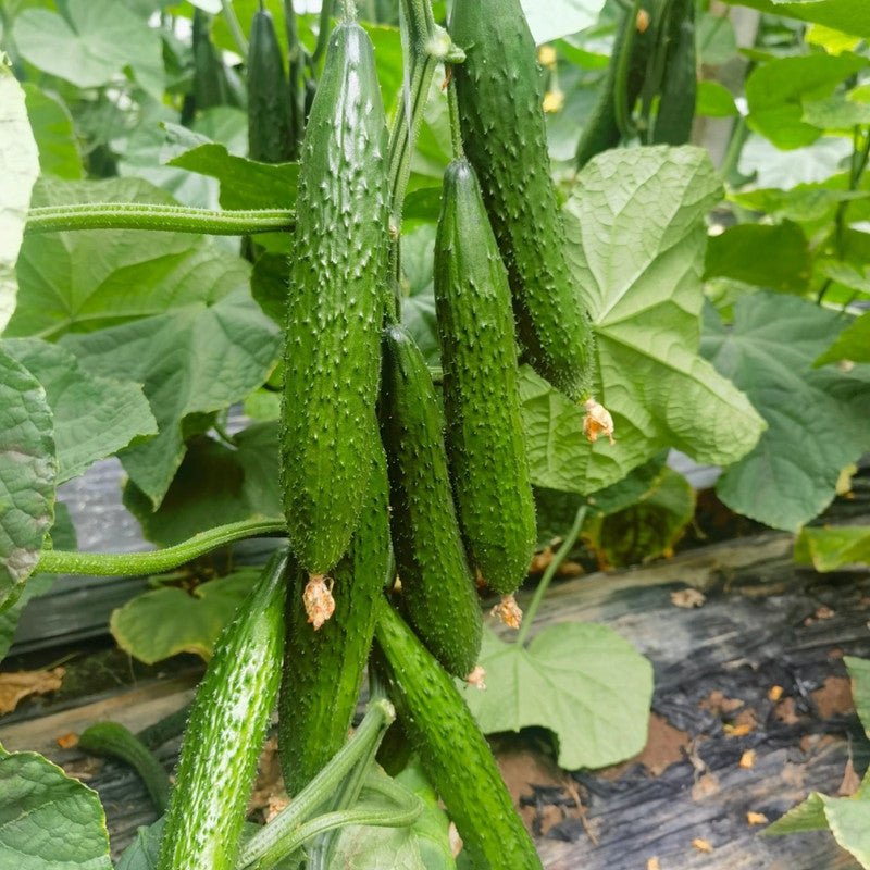 Cucumber Seeds - Verdseeds