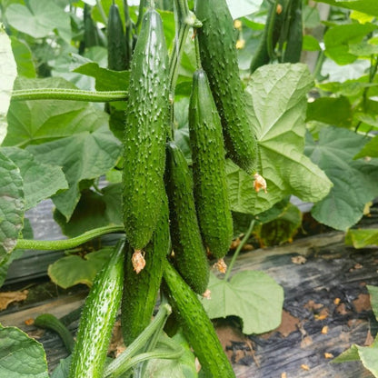 Cucumber Seeds - Verdseeds