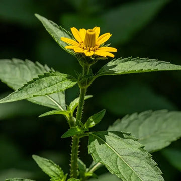 Cup Plant