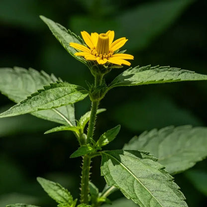 Cup Plant Seeds - Verdseeds