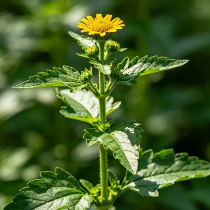 Cup Plant Seeds - Verdseeds