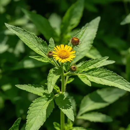Cup Plant Seeds - Verdseeds