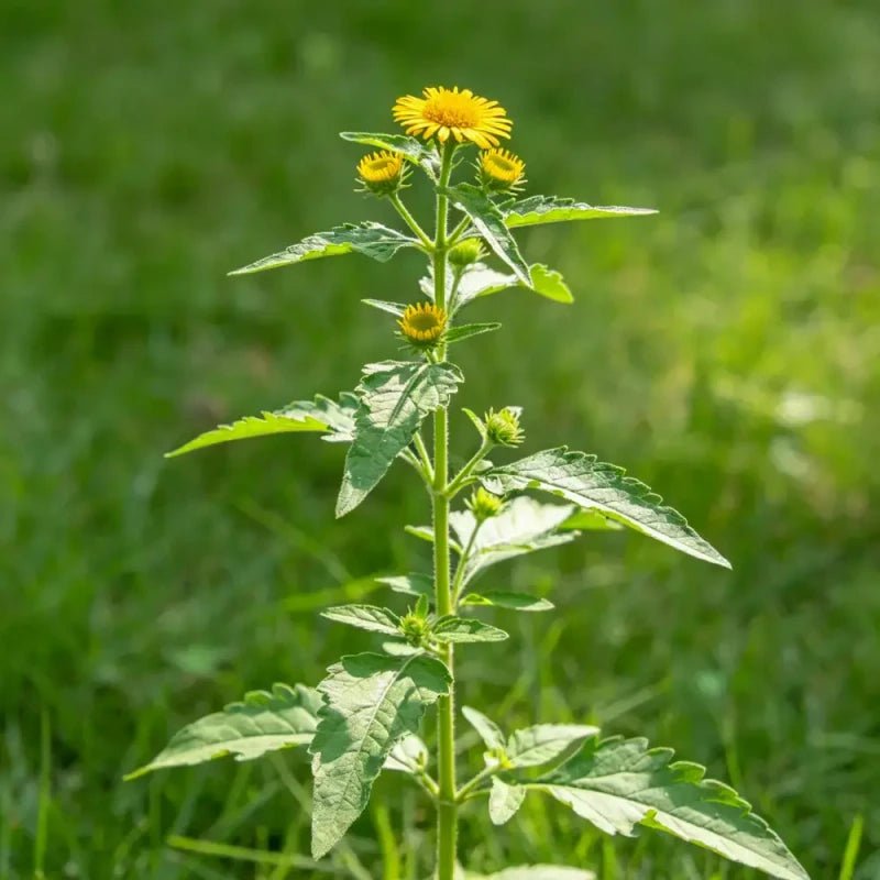 Cup Plant Seeds - Verdseeds