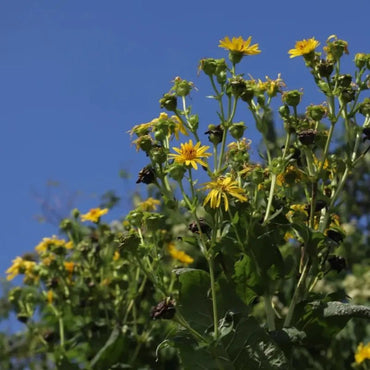 Cup Plant Seeds - Verdseeds