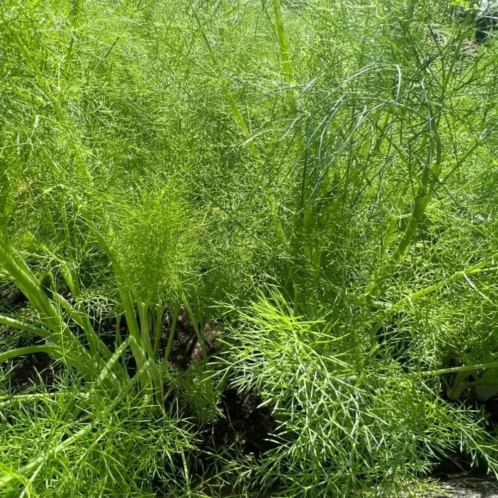 Cut-and-Come-Again Fennel Seeds - Verdseeds
