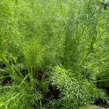 Cut-and-Come-Again Fennel Seeds - Verdseeds