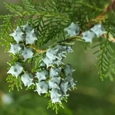 Cypress Seeds - Verdseeds