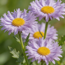 Lavender Cornflower Seeds