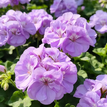 Horizon series Lavender Geranium Seeds