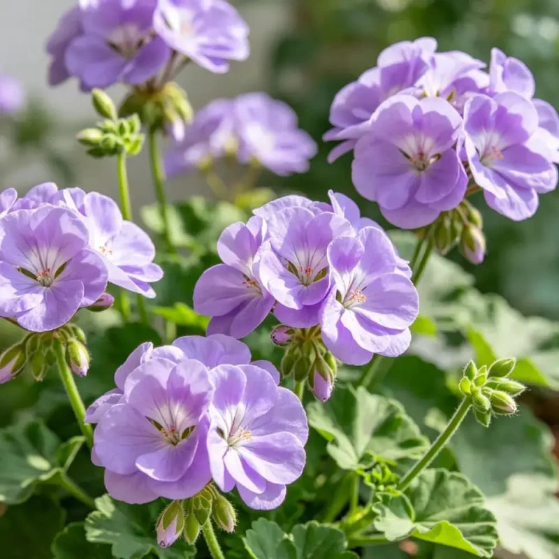 Horizon series Lavender Geranium Seeds