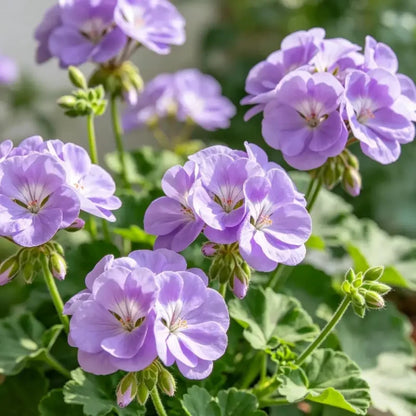 Horizon series Lavender Geranium Seeds